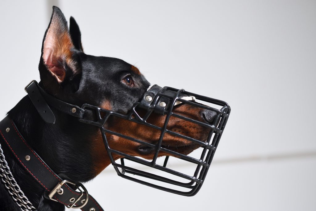 Doberman s čiernym kovovým košíkovým náhubkom a koženými remienkami
