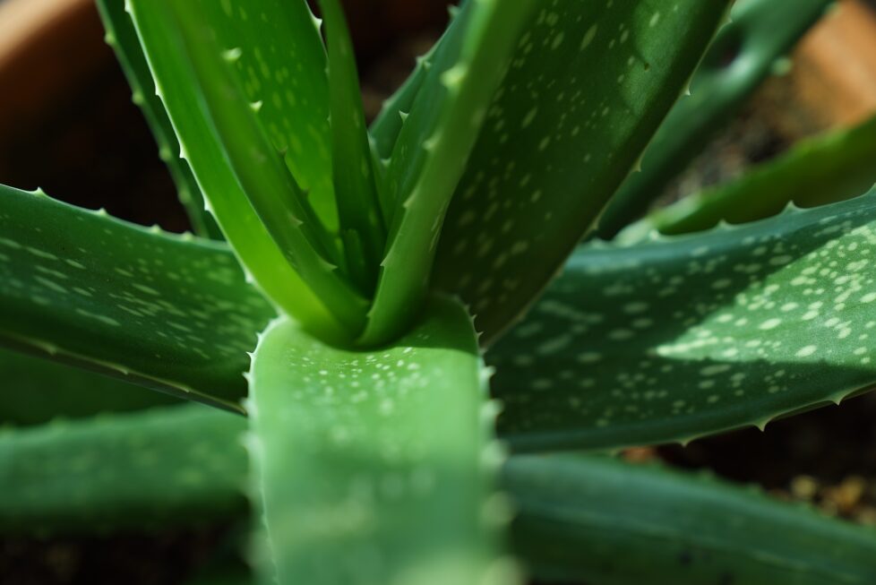 aloe vera v kvetináči na parapete